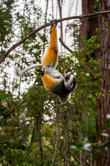 It's Lemur hanging on a branch of a tree in Madagascar