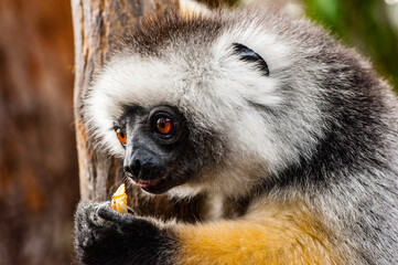 It's Beautiful Madagascar lemur