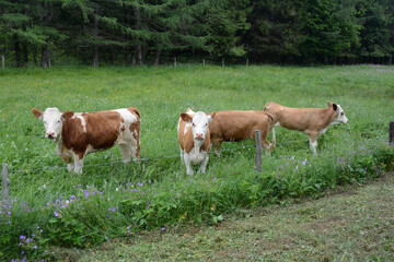Fototapeta na wymiar Cows in the pasture in front of a forest