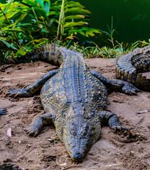 It's Nile crocodile (Crocodylus niloticus), an African crocodile and the second largest extant...