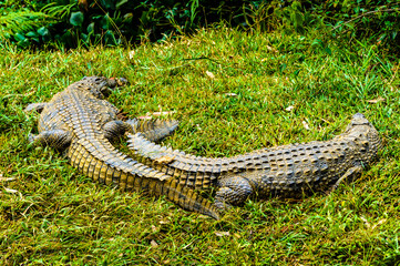 It's Nile crocodile (Crocodylus niloticus), Africa
