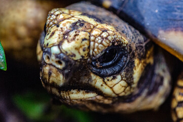 It's Radiated tortoise (Astrochelys radiata), Madagascar turtle