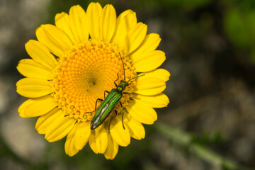 Detail of a green insect on a yellow flower 
