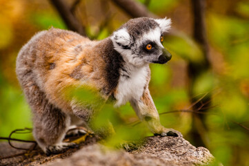 It's Ring-tailed lemur in Madagascar, Africa
