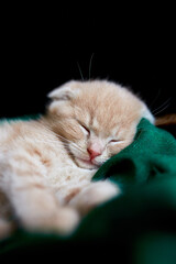 Scottish Fold, British Shorthair kitten sleeping in basket at home. Little cat portrait.