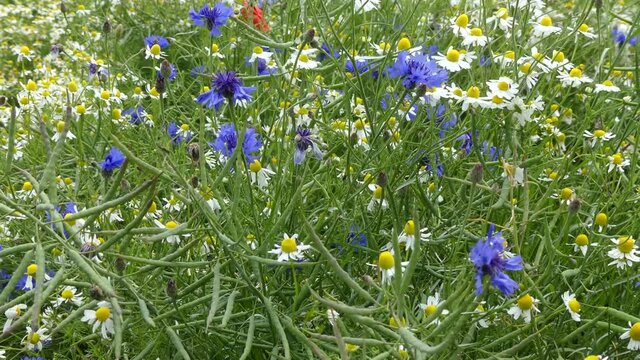 Baltic Sea. Cornflowers, flower field.