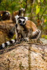 It's Ring-tailed lemur portrait on a stone in Madagascar, Africa