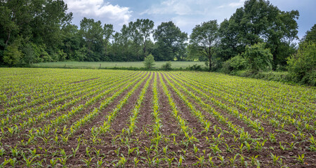 Fototapeta na wymiar Young corn growing in rows - agriculture and farming.