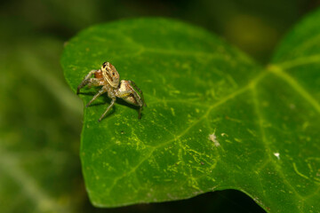Macro of a jumping spider on a leaf