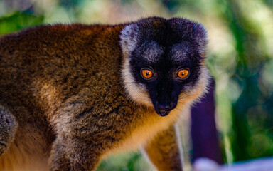 Lemurs in Madagascar