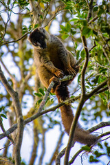 Lemurs in Madagascar