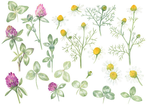 Watercolor illustrations set of chamomile and clover flowers and leaves. Summer wildflowers from the forests and fields, full of sun and joy (isolated white background).