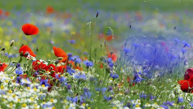 Baltic Sea. Cornflowers, flower field.