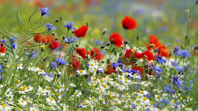 Baltic Sea. Cornflowers, flower field.