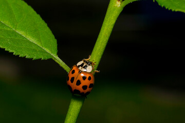 Ladybug on a small green plant with leaf, isolated against black background