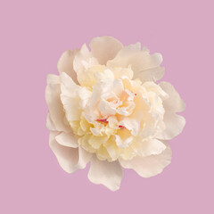 photo of a white flower on a pink background