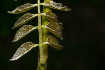 Close up of a growing symmetric small plant, with black background 