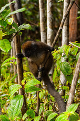 Lemurs in Madagascar