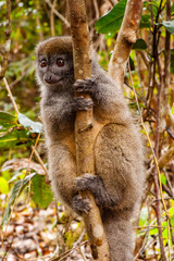 Lemurs in Madagascar