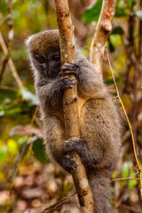 Lemurs in Madagascar
