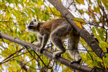Lemurs in Madagascar