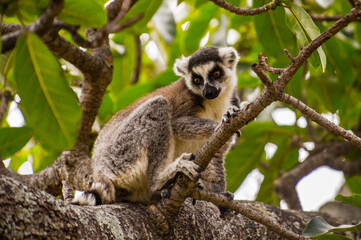 Lemurs in Madagascar