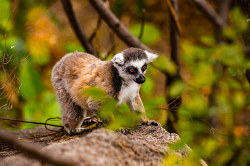 Lemurs in Madagascar