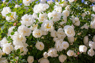 Obraz na płótnie Canvas Blooming rosehip bush with white roses in the summer on a sunny clear day, photo wallpaper