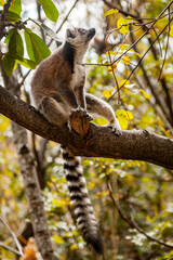 Lemurs in Madagascar