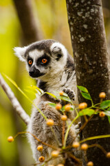 Lemurs in Madagascar