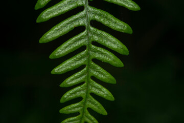 Symmetric fern leaf isolated against dark background