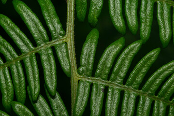 Fresh fern leaves macking a pattern against dark background