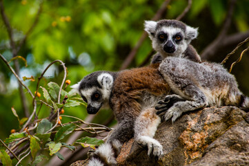 Lemurs in Madagascar