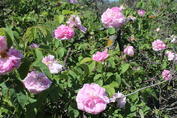 rosehip blooms (dogrose)