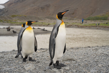 Obraz premium King penguins in Fortuna Bay, Antarctica.