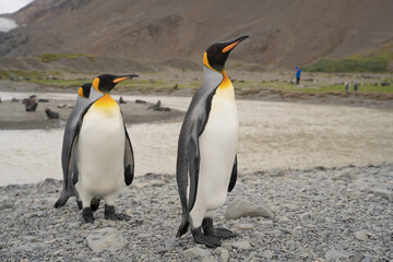 King penguins in Fortuna Bay, Antarctica.