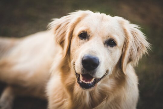 รูปภาพPurosangue เลือกดูภาพถ่ายสต็อก เวกเตอร์ และวิดีโอ3,367 Adobe