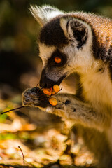 Lemurs in Madagascar