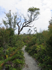 the hiking trail Sendero Los Quiles in the Chiloe National Park on Chiloe island, Chile, January