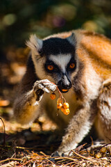 Lemurs in Madagascar