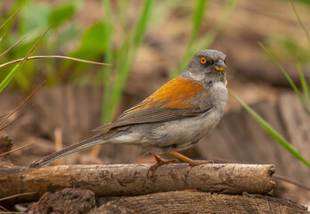 Yellow-eyed Junco