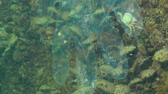 Plastic trash in the sea, animal killer in the water. Death trap for crab plastic glove. Black Sea
