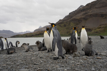 Group of king penguins in Fortuna Bay, Antarctica.