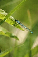 blue dragonfly on a green leaf