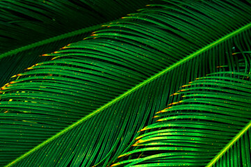 Fototapeta premium Beautiful pattern from dangling long green palm tree leaves in jungles. Tropical nature foliage background. Poster with copy space
