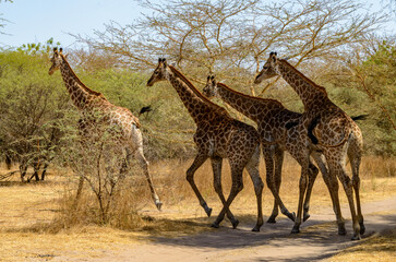 Obraz premium Animals in Senegal