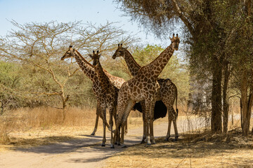 Animals in Senegal