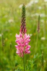 Onobrychis viciifolia oder Futter Esparsette in der Wiese auf der Schwäbischen Alb