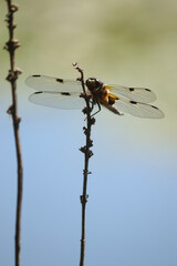 Close up of a golden dragonfly resting on a branch