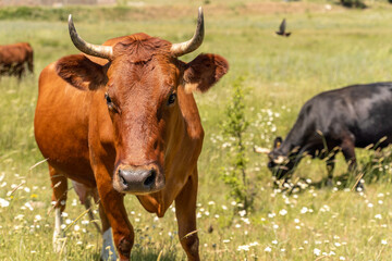 Portrait of a brown cow bull with horns on a green meadow with white flowers. The head looks straight, the dark eyes open. Year of the bull 2021. Agriculture and livestock, dairy products.